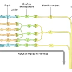 Schemat przedstawia warstwy siatkówki: komórki barwnikowe, pręciki, czopki, komórki dwubiegunowe i zwojowe, pokazując przepływ impulsu nerwowego.