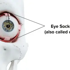 Anatomical model showing the eye within the bony orbit, illustrating the budowa oczodołu.