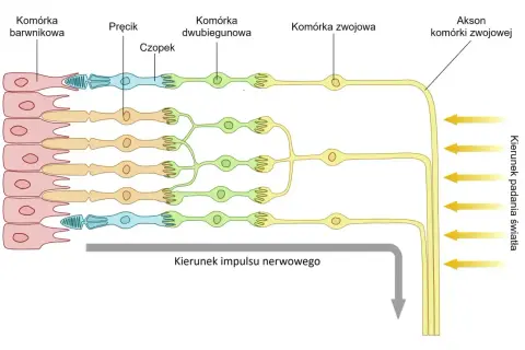 Schemat przedstawia warstwy siatkówki: komórki barwnikowe, pręciki, czopki, komórki dwubiegunowe i zwojowe, pokazując przepływ impulsu nerwowego.