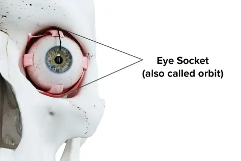 Anatomical model showing the eye within the bony orbit, illustrating the budowa oczodołu.