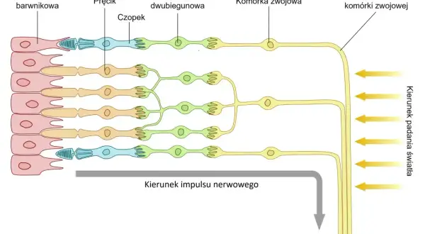 Schemat przedstawia warstwy siatkówki: komórki barwnikowe, pręciki, czopki, komórki dwubiegunowe i zwojowe, pokazując przepływ impulsu nerwowego.