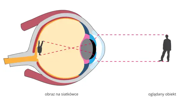 Schematyczne przedstawienie funkcji oka: światło od oglądanego obiektu tworzy odwrócony obraz na siatkówce.
