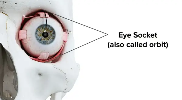 Anatomical model showing the eye within the bony orbit, illustrating the budowa oczodołu.