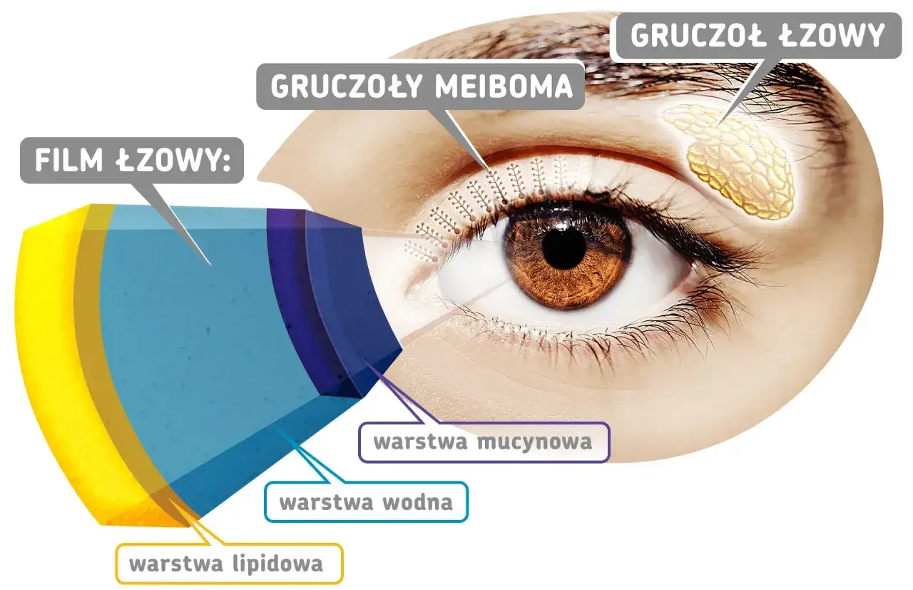 Przekrój powieki oka z zaznaczonymi gruczołami łzowymi i warstwami filmu łzowego: lipidową, wodną i mucynową.