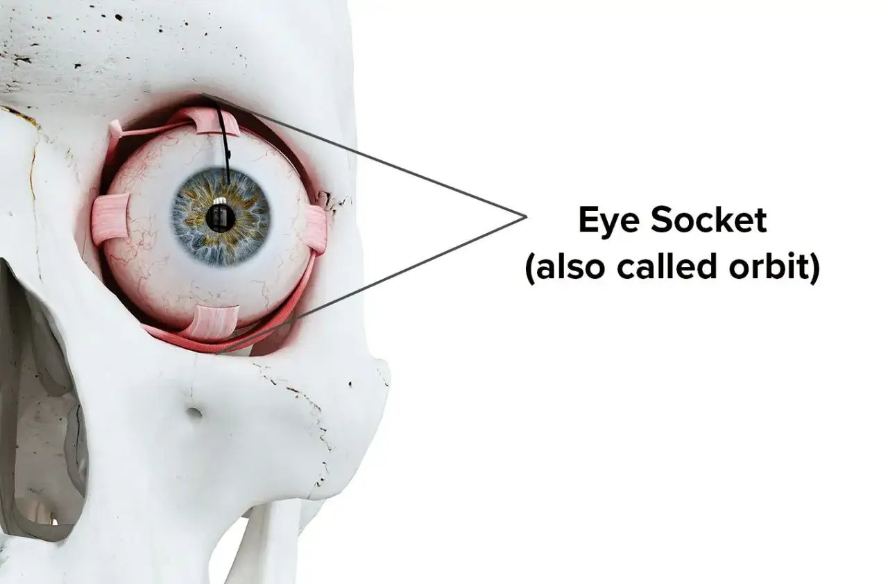Anatomical model showing the eye within the bony structure of the eye socket (orbit). Muscles and ligaments are visible, holding the eyeball in place.