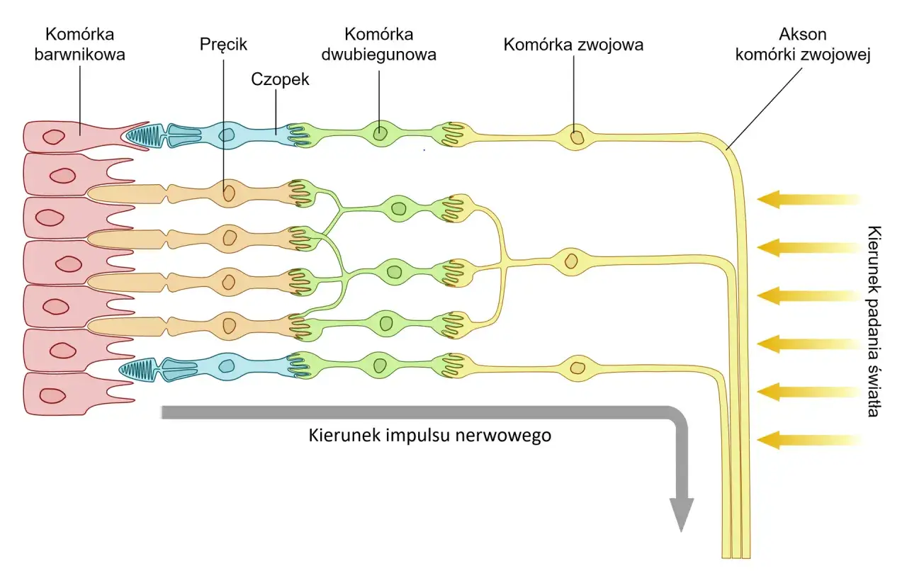 Schemat przedstawia komórki siatkówki: barwnikowe, pręciki i czopki, które odbierają światło. Ich sygnały są przetwarzane przez komórki dwubiegunowe i zwojowe, umożliwiając widzenie w ciemności.