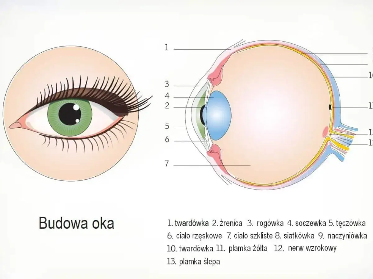 Schemat budowy oka. Widoczna zielona tęczówka z czarną źrenicą, czyli