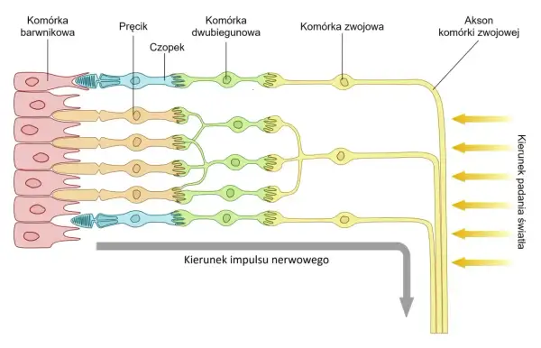 Schemat przedstawia warstwy siatkówki: komórki barwnikowe, pręciki, czopki, komórki dwubiegunowe i zwojowe, pokazując przepływ impulsu nerwowego.